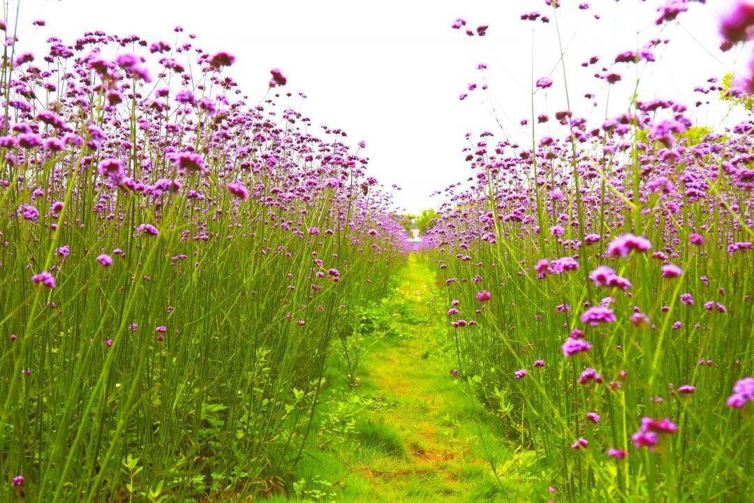 童话故事里都是这样的西渡街道这片紫色花海要醉倒了