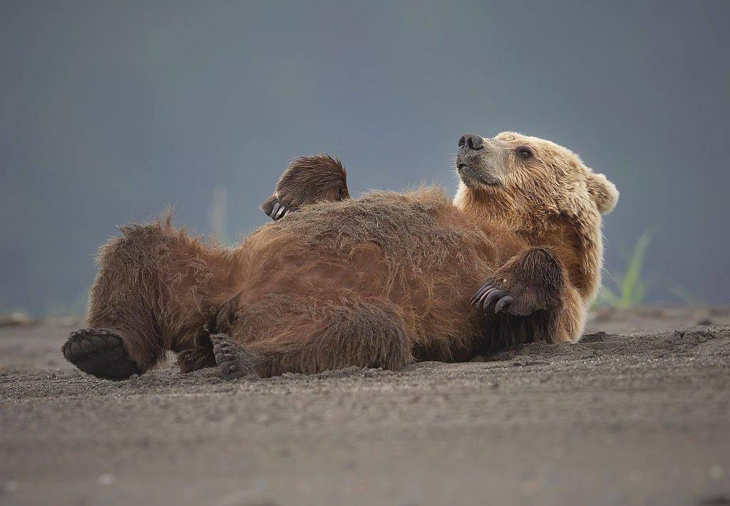休息片刻动物圈内也流行佛系躺平