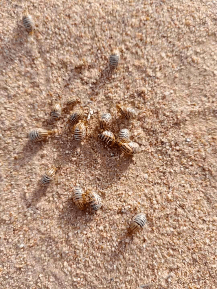 阿拉善左旗草原工作站豪斯布尔都地区白刺叶甲虫害防治工作顺利完成