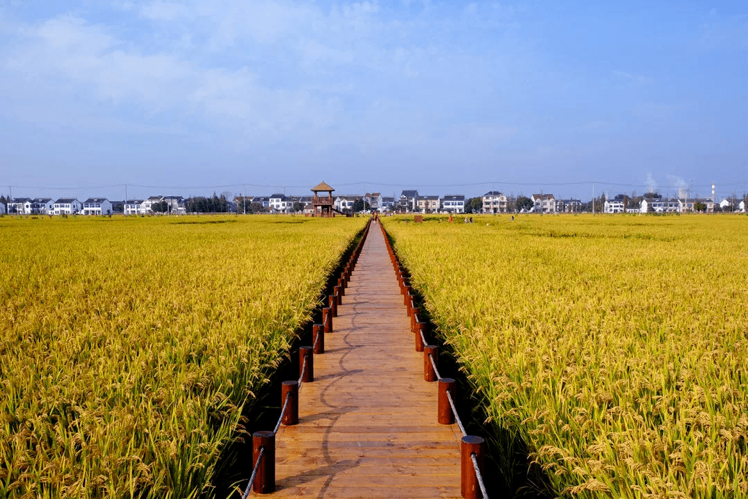 99地理位置:稻香公园be i ta i hu#徒步 · 长洲苑湿地公园#徒步于