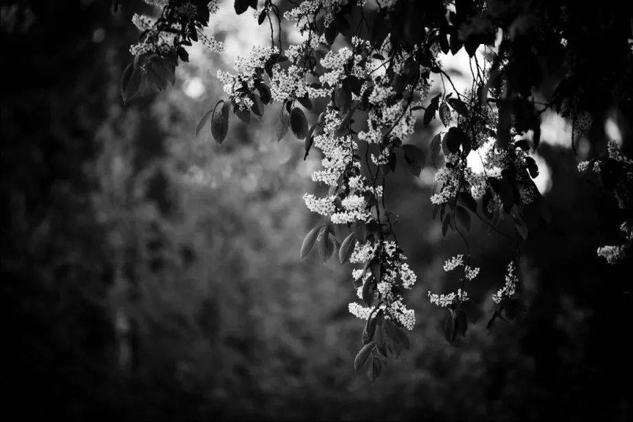 黑白摄影 | 听时光簌簌,万物寂静.