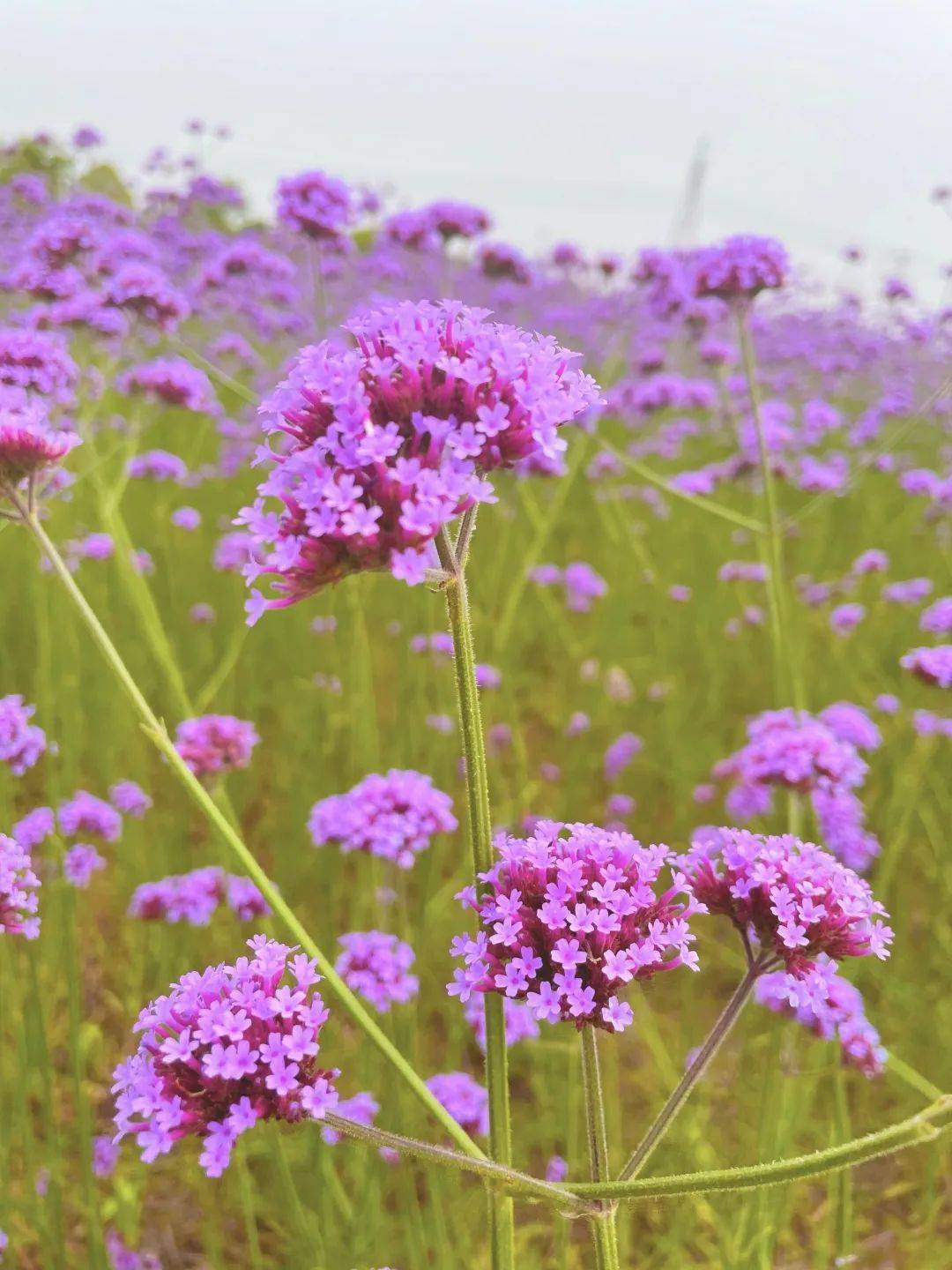 童话故事里都是这样的西渡街道这片紫色花海要醉倒了