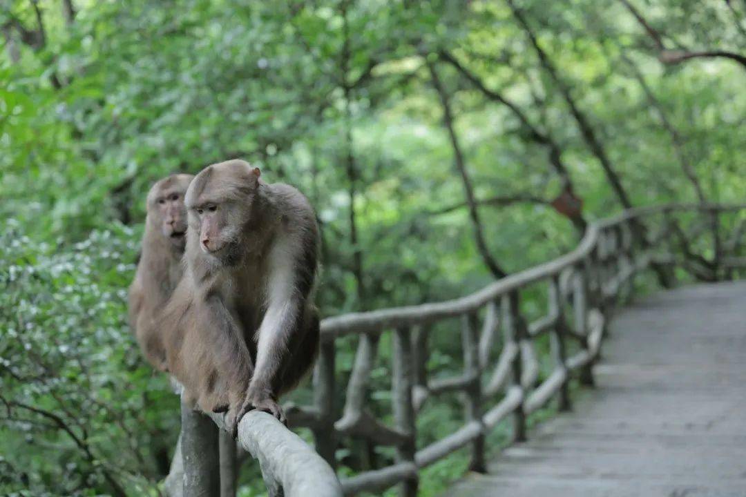 武当山逍遥谷猴子图片