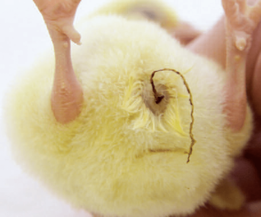汇总线脐黑脐初生雏鸡的四种脐部异常原因及措施