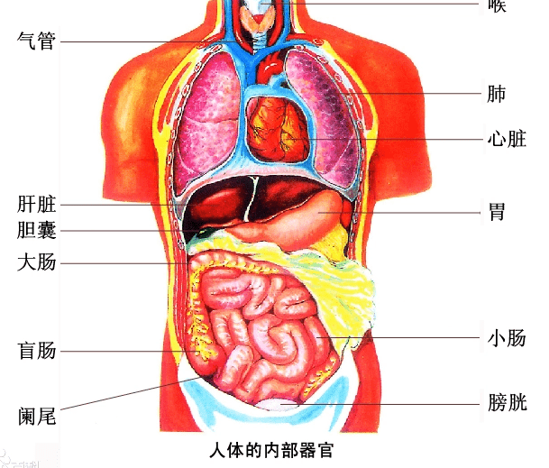腹部器官图解对应大全图片