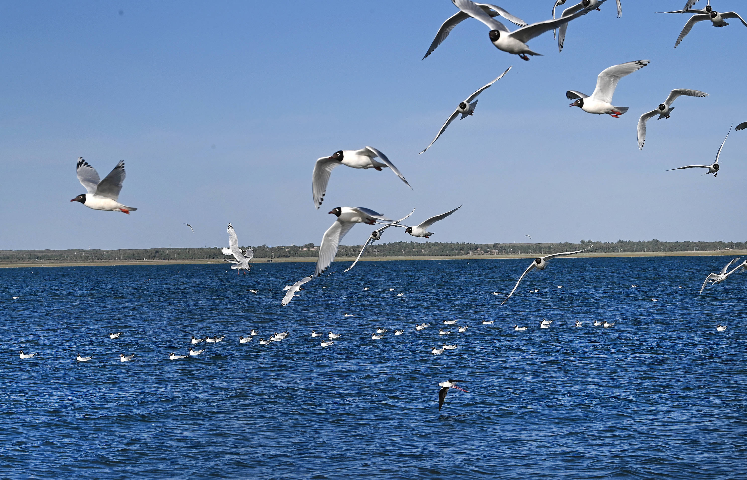 陕北红碱淖 遗鸥的天堂_繁殖