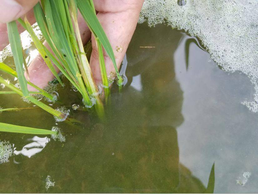 超级经典水稻药害图解