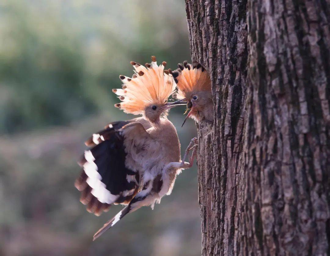 保护生物多样性丨获奖摄影作品展之程军《鸠占鹊巢》(一等奖)