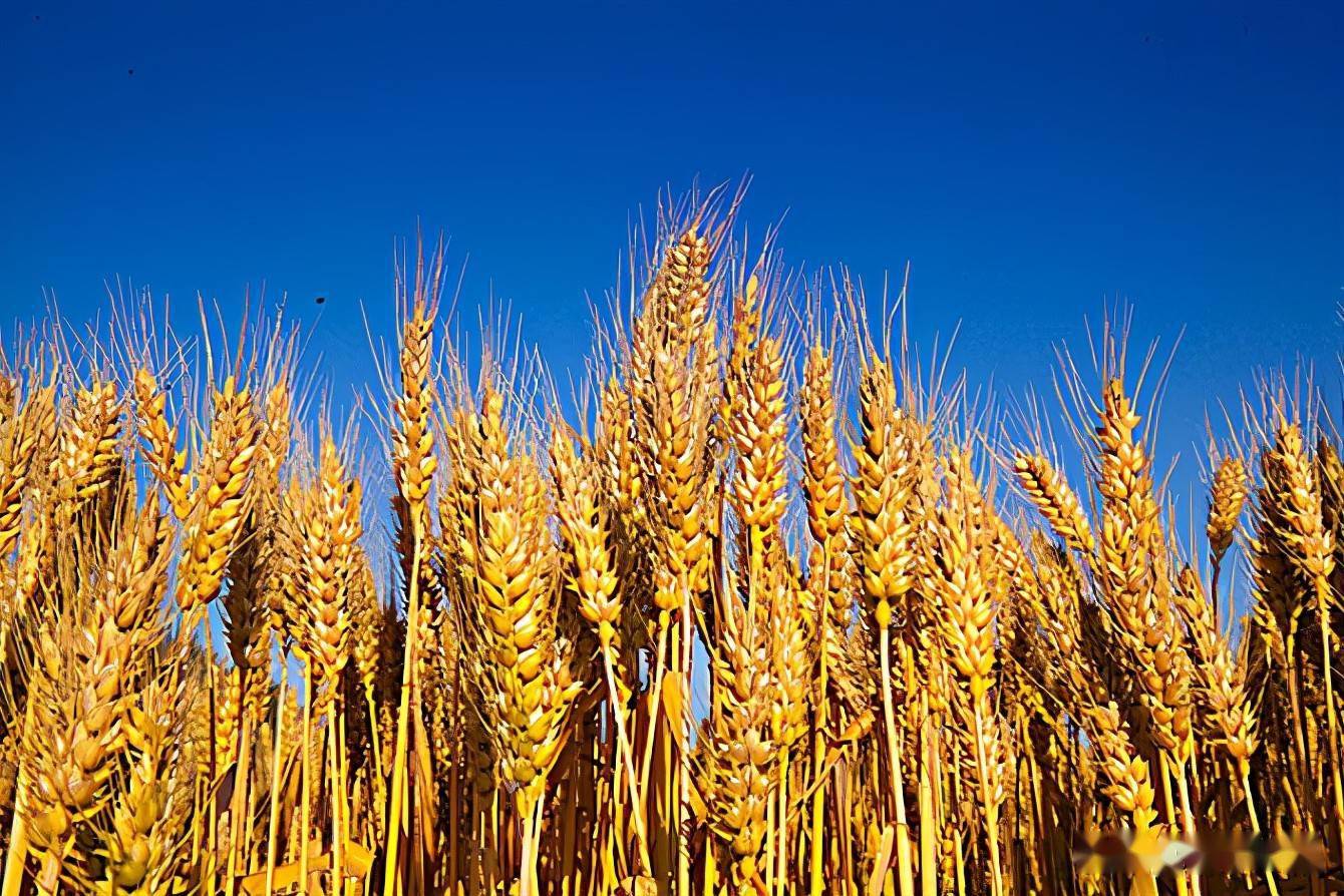 周麦36小麦高产图片图片