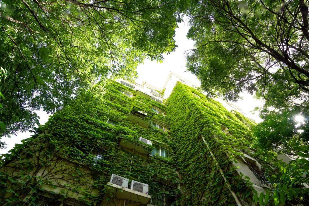 5月30日,建业城市花园,爬山虎爬满墙壁.