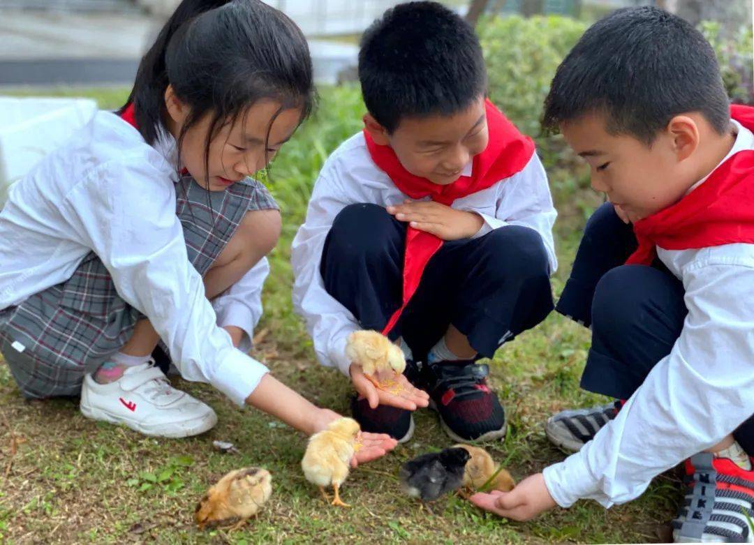 萌化了這群小學生的兒童節禮物竟是剛出生的小雞