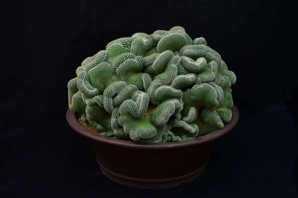 花博会上这些奇奇怪怪又可可爱爱的多肉是什么专家揭秘濒危独苗的传奇