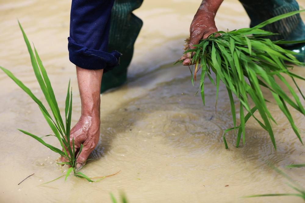 秧的劳作局面(央广网发 彭水融媒体中心供图)据了解,麻池村对稻田进行