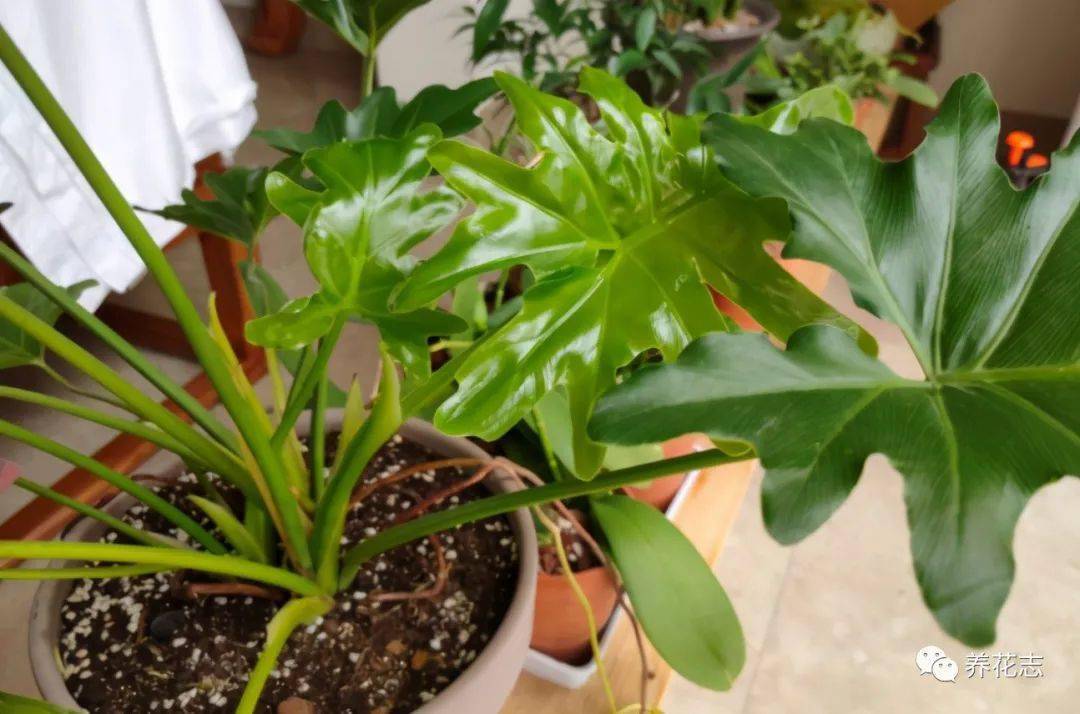 养花施肥有技巧 不想烧根 烧叶或没效果 先在这学学吧 花友