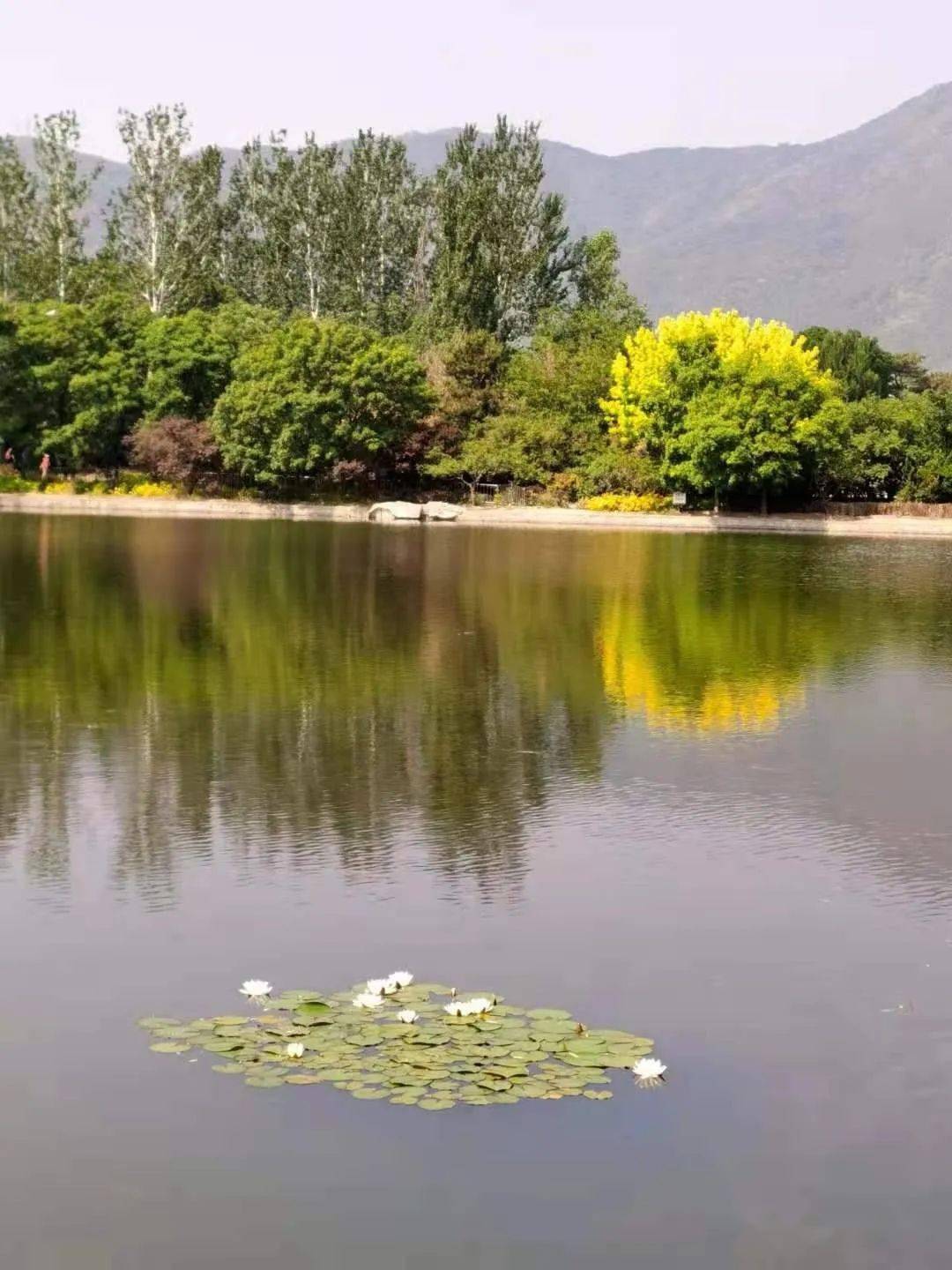 北京植物园湖区景观67