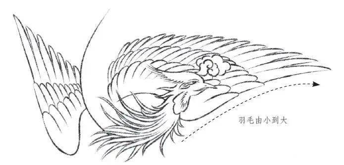 【国画教程】教你如何画凤凰