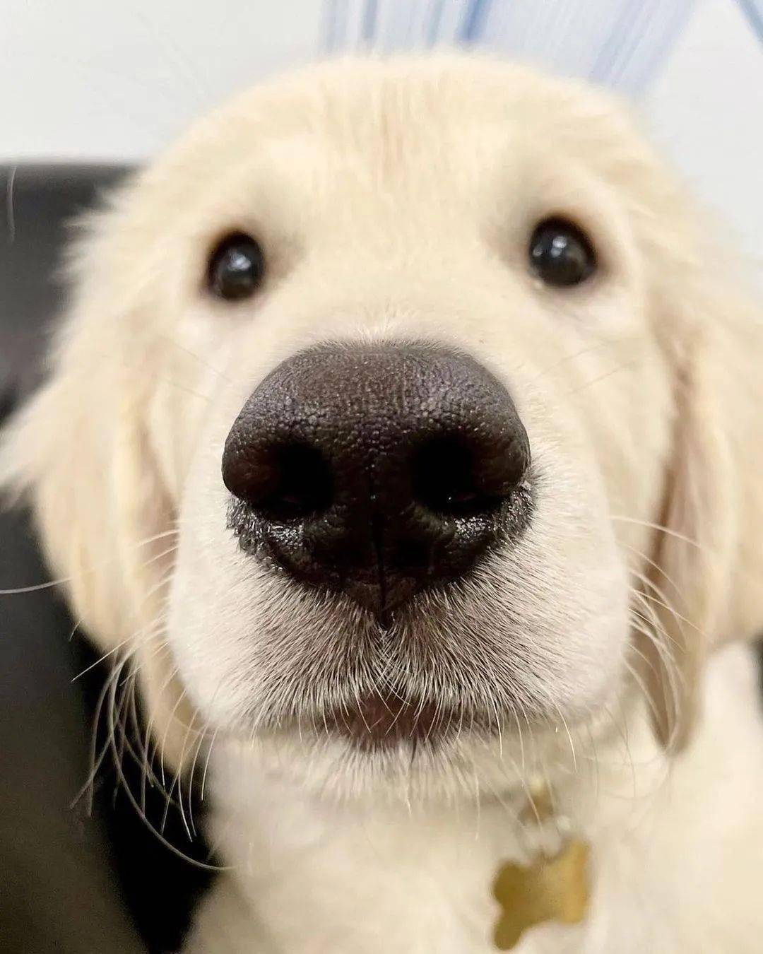 一大波金毛怼你脸上一眼就能沦陷