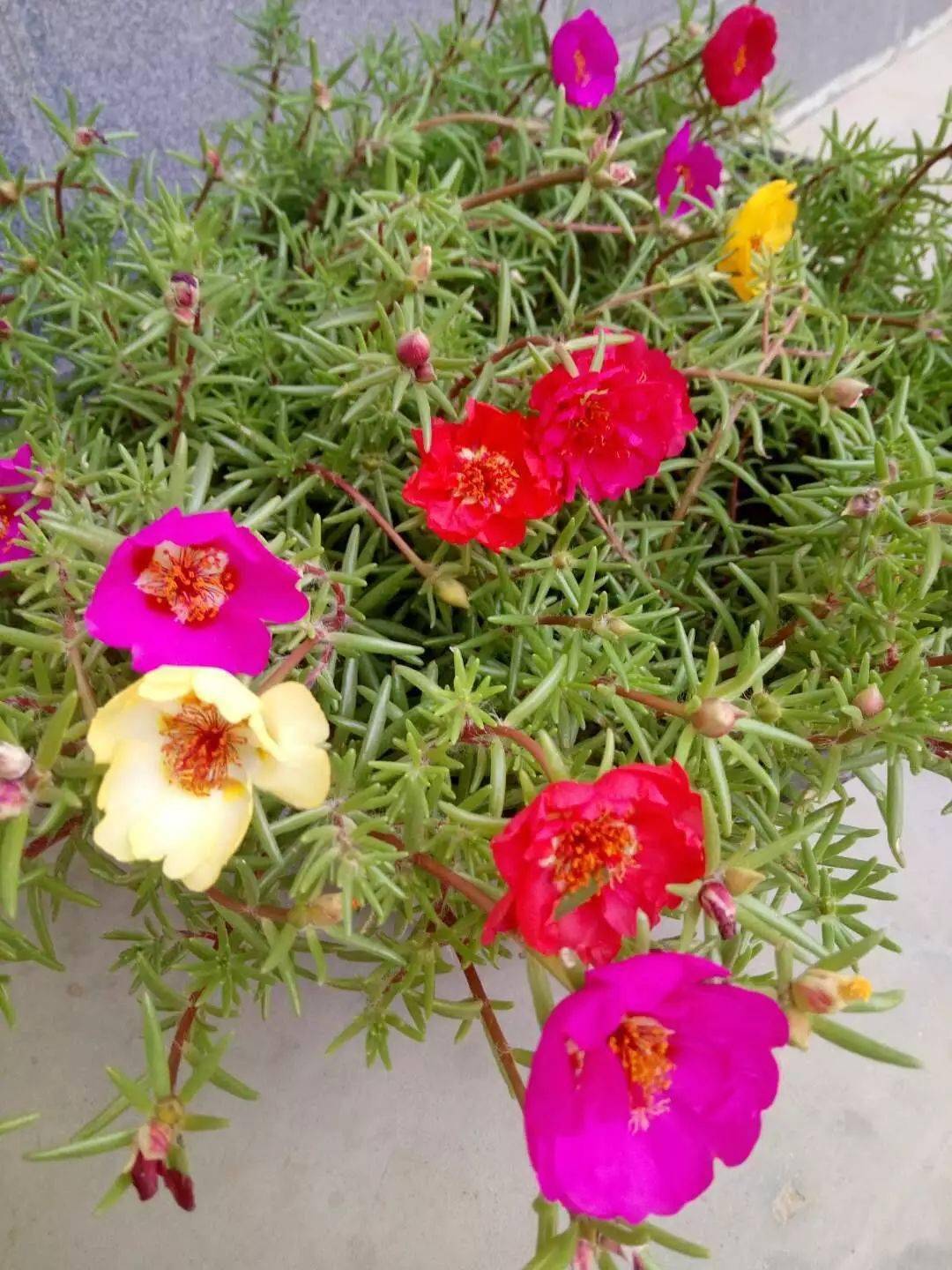 三种耐热耐晒耐旱的花开得热烈…_花卉