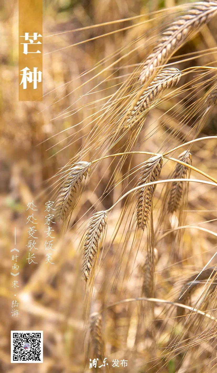 芒种播种希望守望幸福