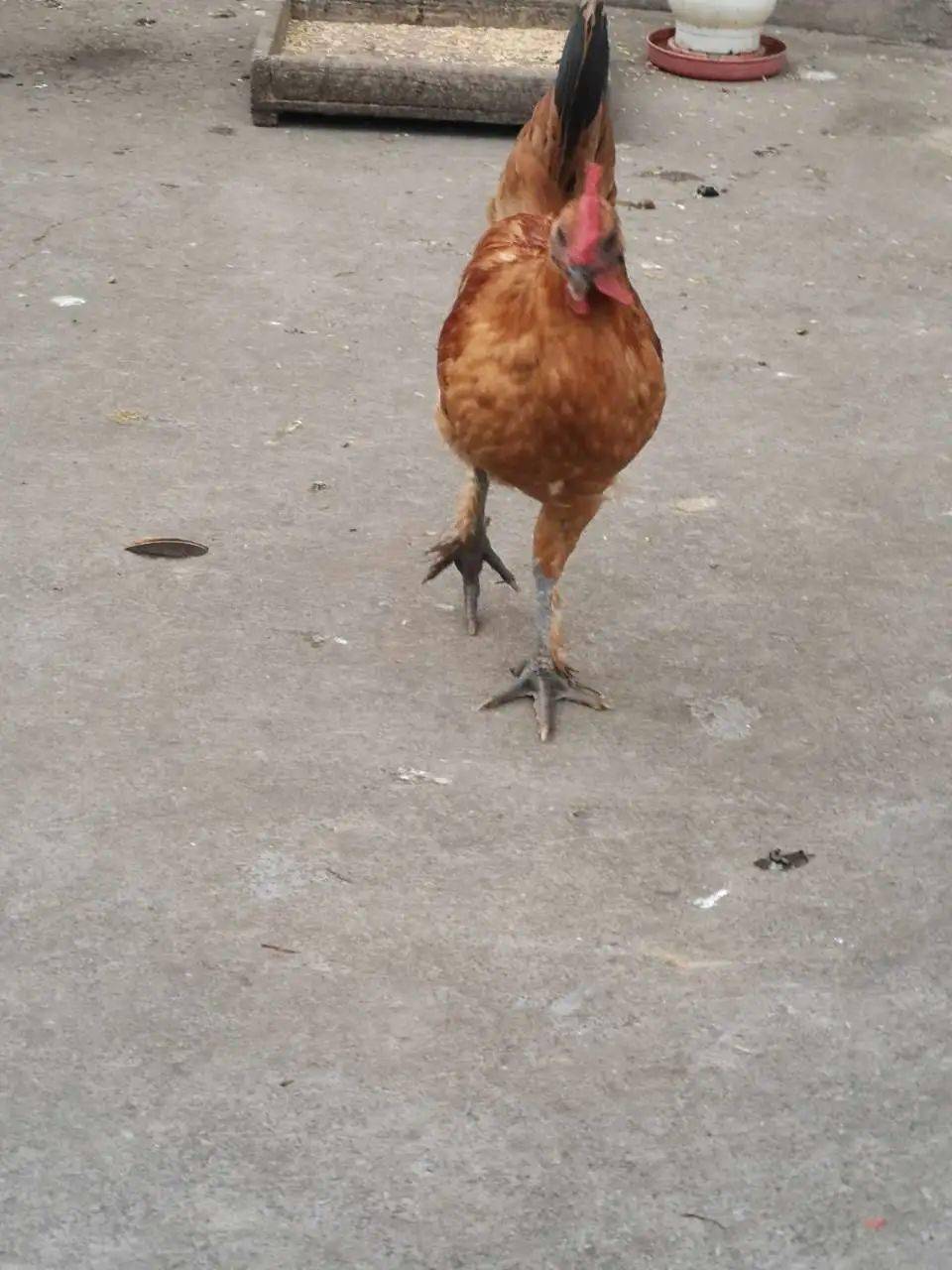 网友串门发现脚上长毛的鸡评论t台走秀鸡