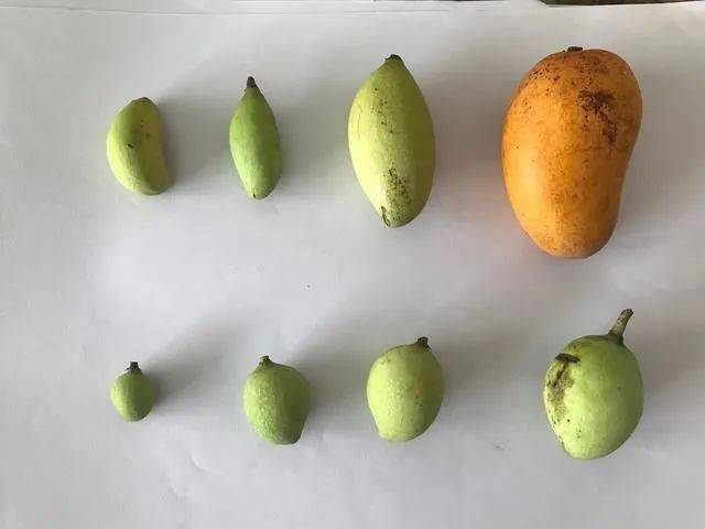 绿化芒(扁桃)一般个头较小; 呈青黄色,皮厚,核大食用芒:则产地多样,个