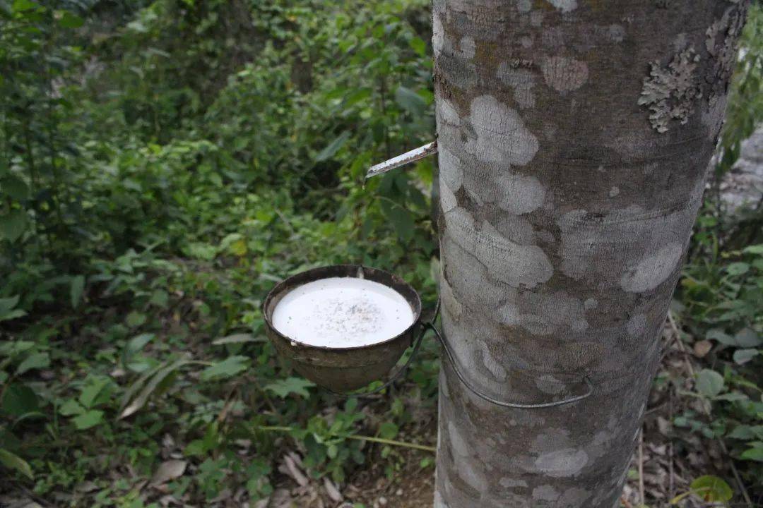 橡胶树从生长到可以产胶需要七八年的时间,许多下乡的青年在这里成了