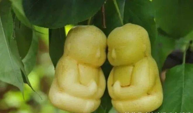 西游记里的娃娃人参果在水果市场上出现究竟是哪种水果