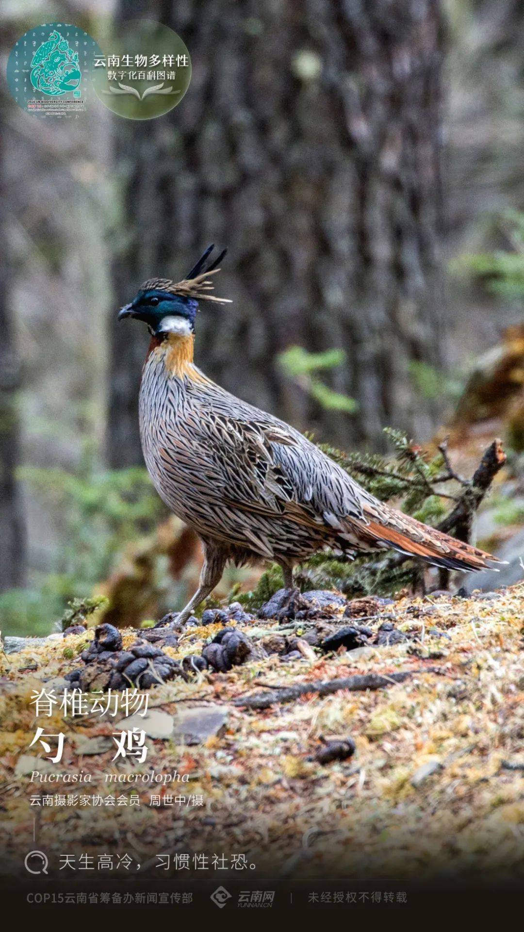 【云南生物多样性数字化百科图谱】脊椎动物·勺鸡:天生高冷,习惯性