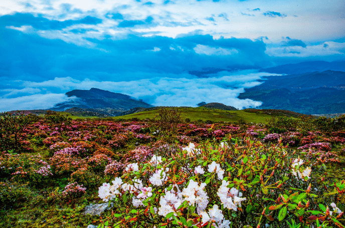 索玛花开大凉山