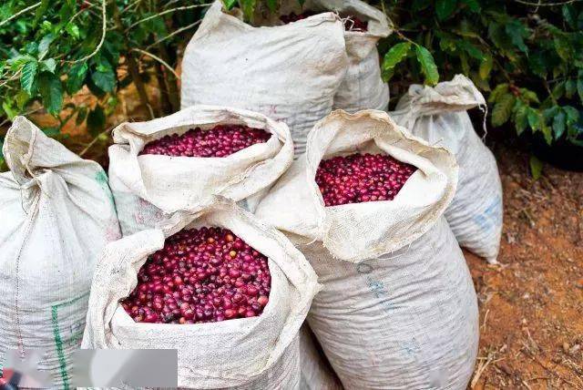 新鲜，是美味咖啡最重要的东西。怎么辨别？