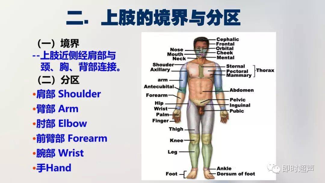 血管,肌肉,筋膜等组织均有其特殊结构,认识其结构的特殊性及分布走形