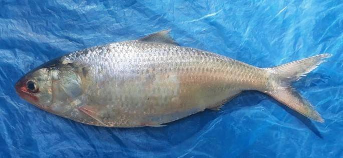 鲥鱼的赌局在长江绝迹30年如今只能从国外嫁接