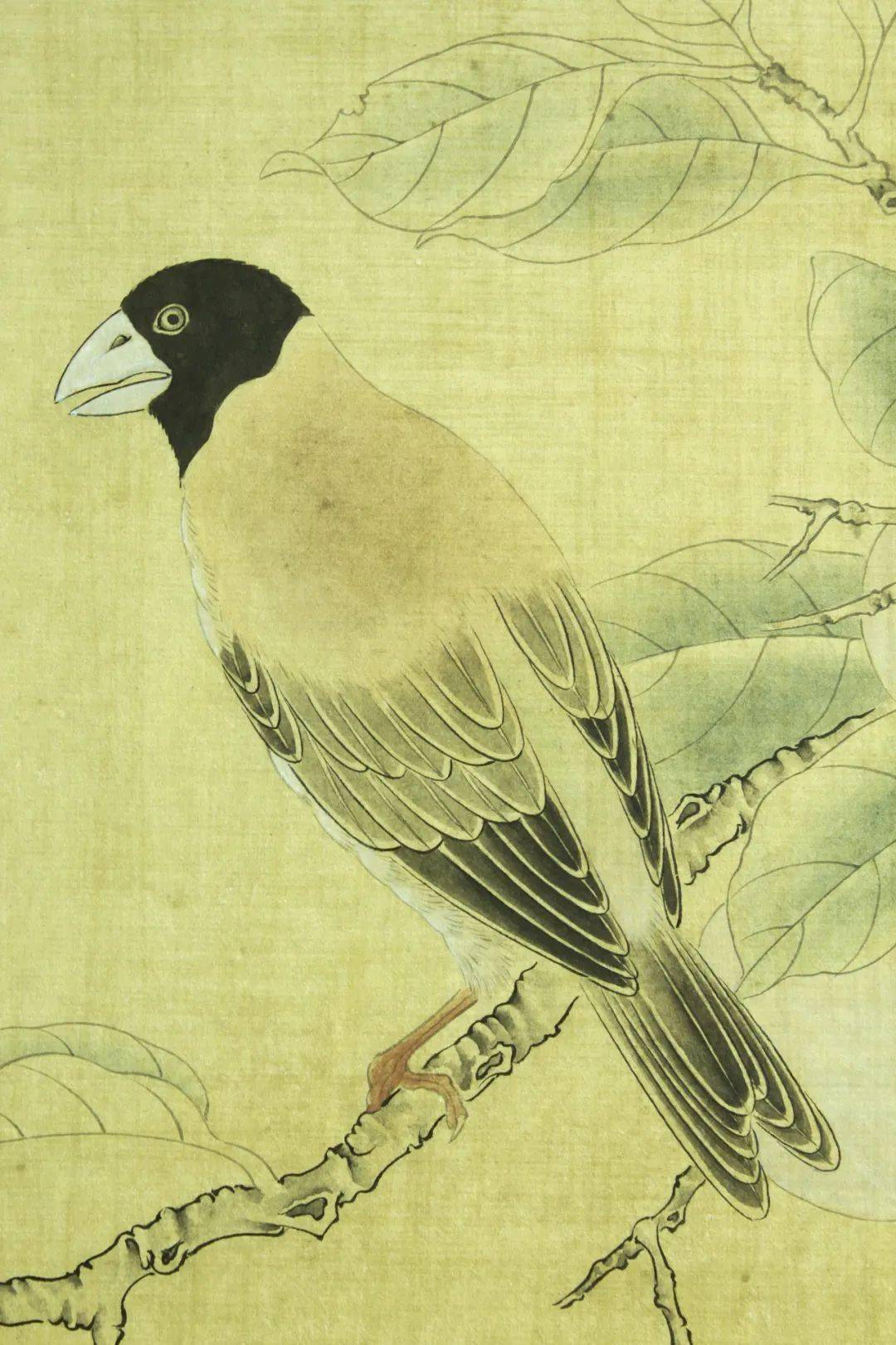 国画教程龚雪青67蜡嘴设色步骤