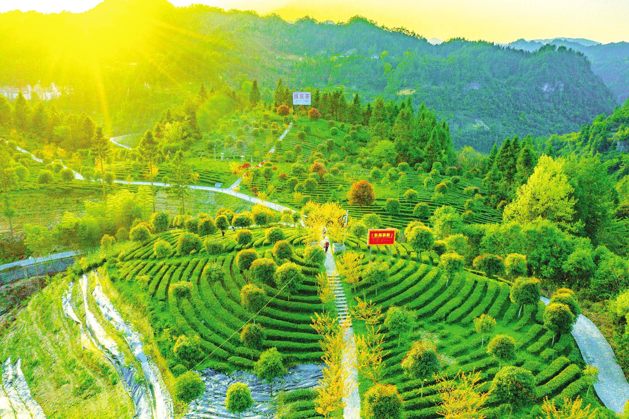 恩施州探索好生态转化为好收成_林地