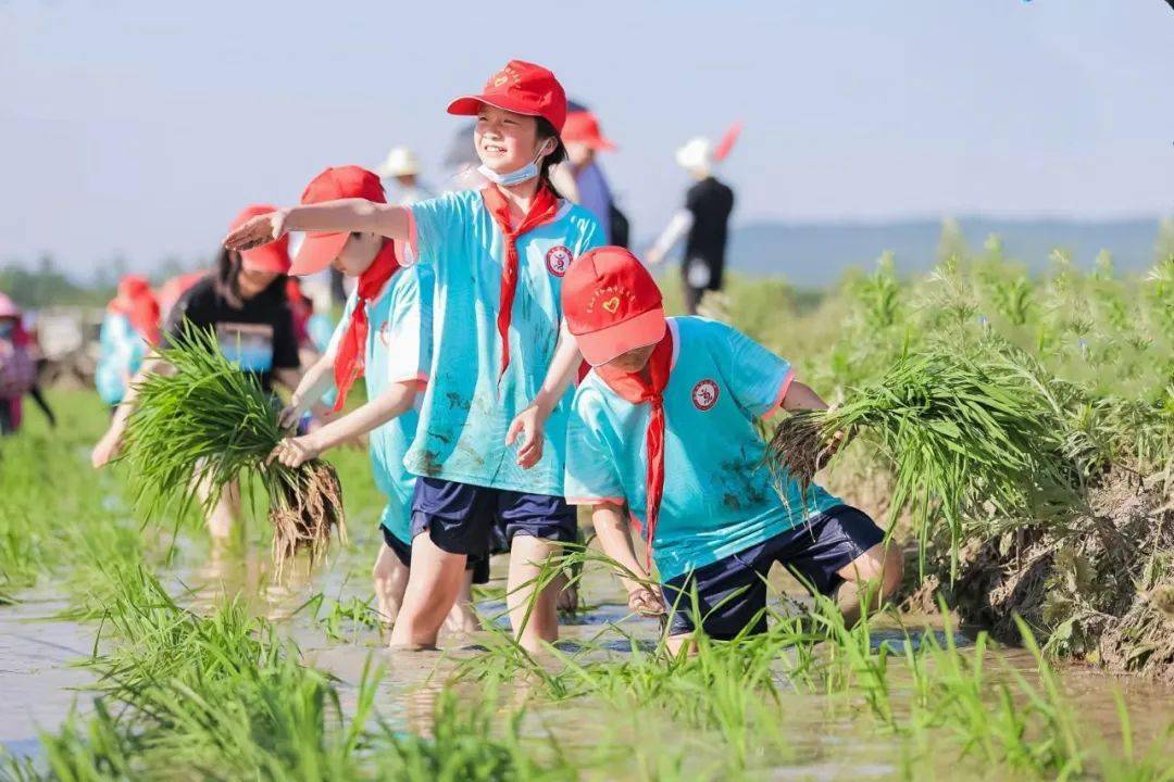 有趣!京山这些小学生,下田插秧了