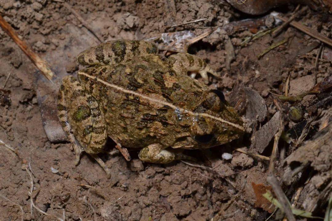 泽陆蛙(fejervarya multistriata)也十分常见,体色能与地表融为一体