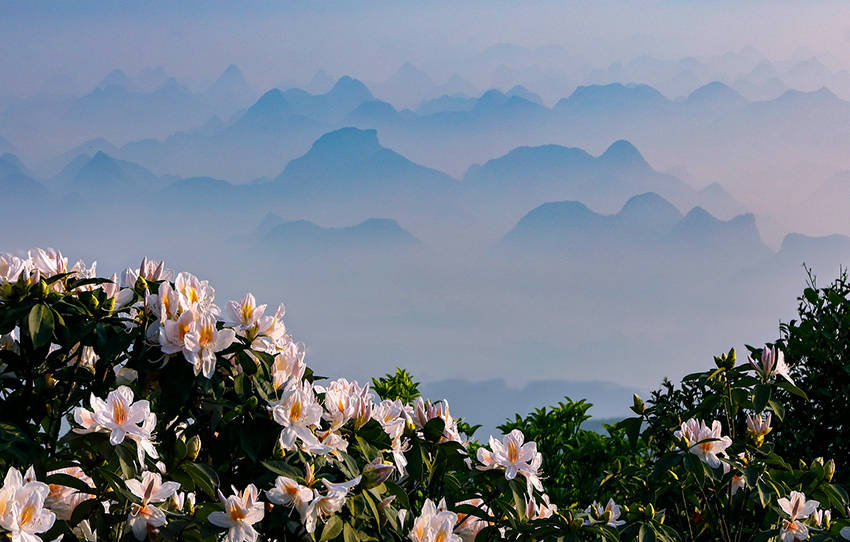 廣西橫縣：杜鵑花開好風光 國際 第1張