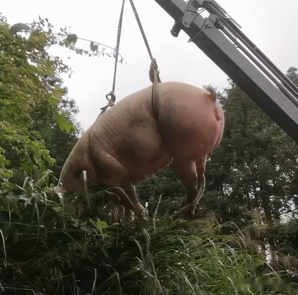 500斤大肥猪掉水里消防员花了1个多小时救出网友吊了次威亚不亏