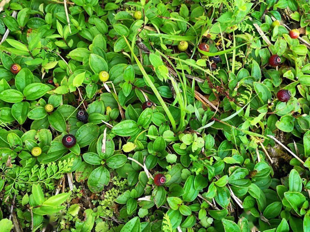 野柿子  野柿子个头不大 金樱子  秋季成熟,味甜 地捻  也叫乌妮子