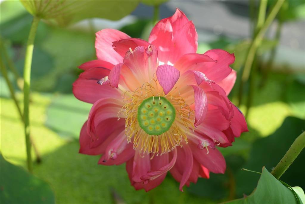 初夏时分,辰山植物园国际荷花资源圃内的荷花迎来了花期,色彩缤纷的