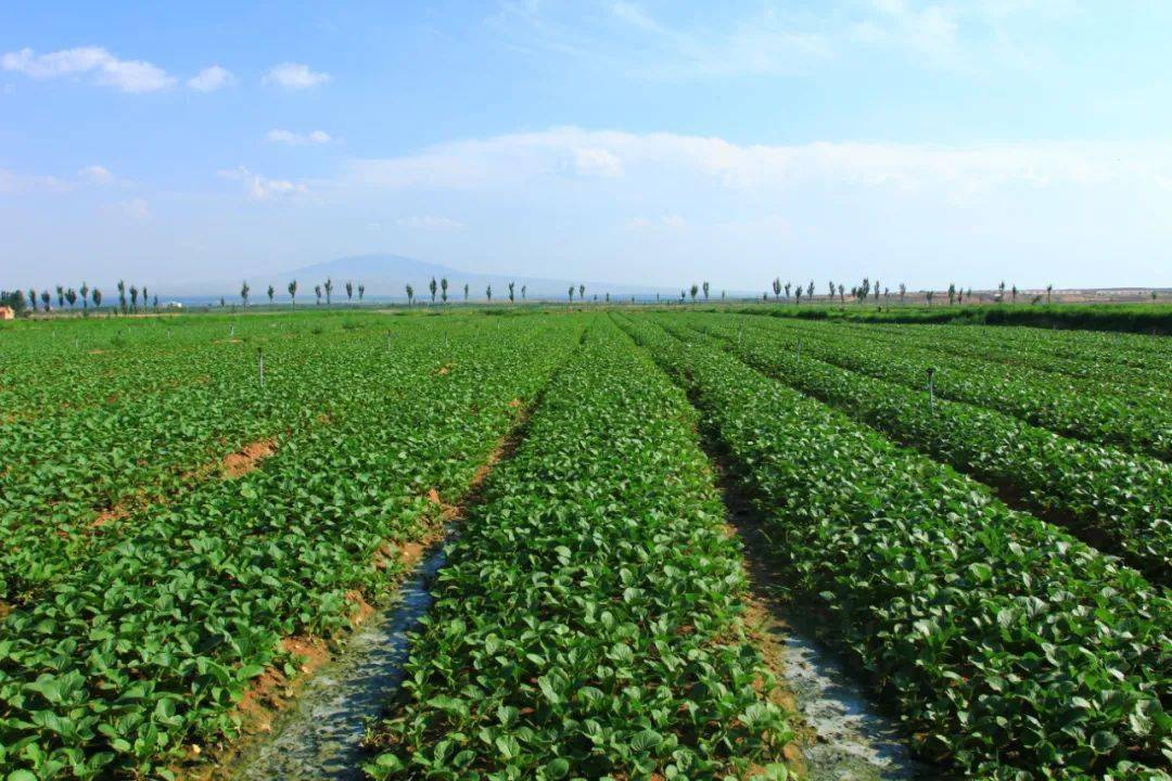 庆祝建党100周年·三农巡礼丨吴忠绿色食品产业篇_农业