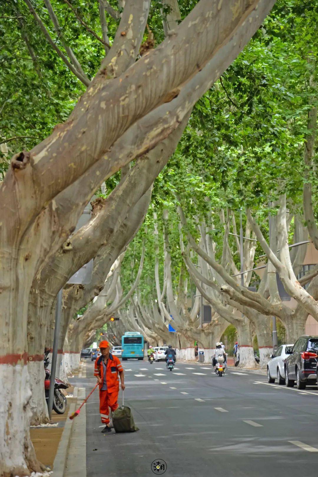 郑州一座用法桐筑成的绿城