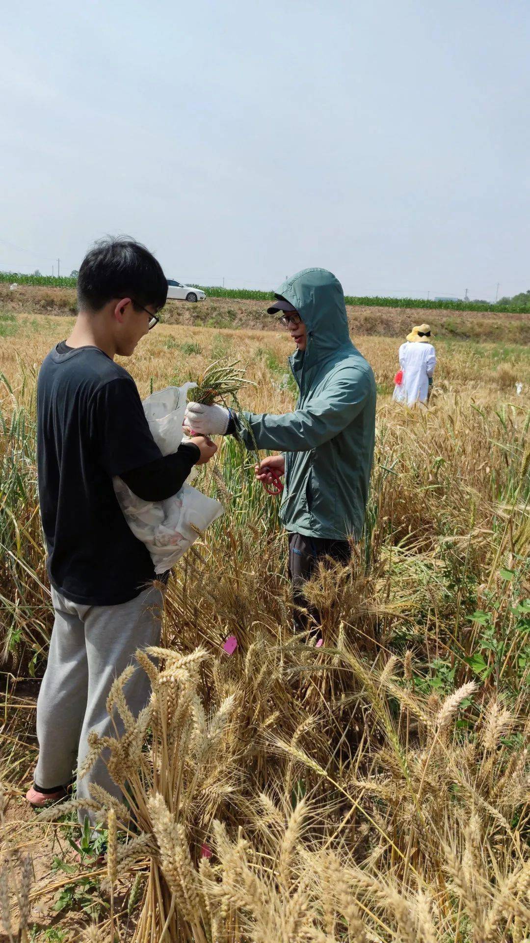 农训风吹田野麦风香