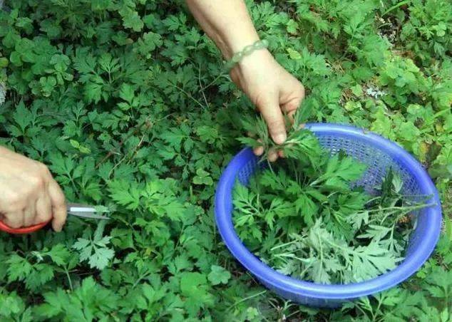 艾草干图片 c9fd0c829be248a18c3609f972a8caac.jpeg