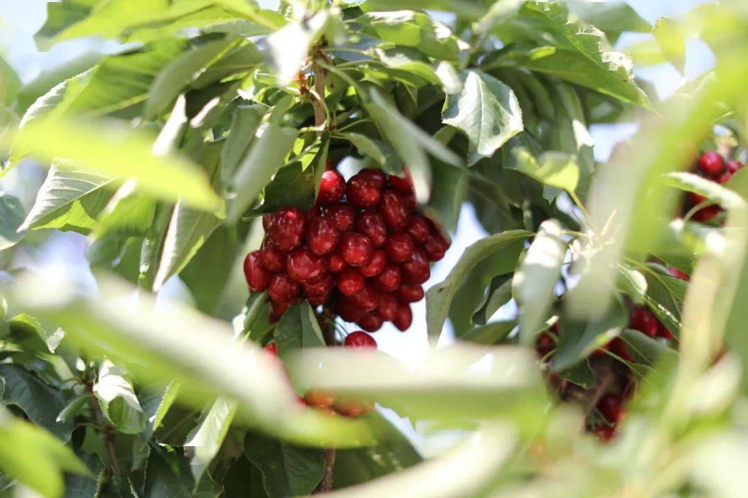 大樱桃采摘园地点和联系方式记得收藏备注:种植规模30亩及以上的基地