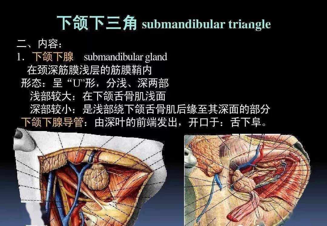 課件3d動畫詳解頸椎結構頸部解剖