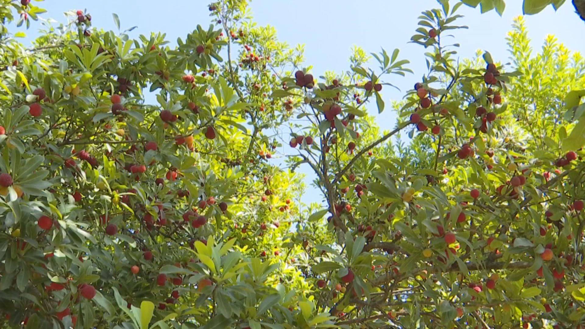 安龙杨梅满枝采摘忙