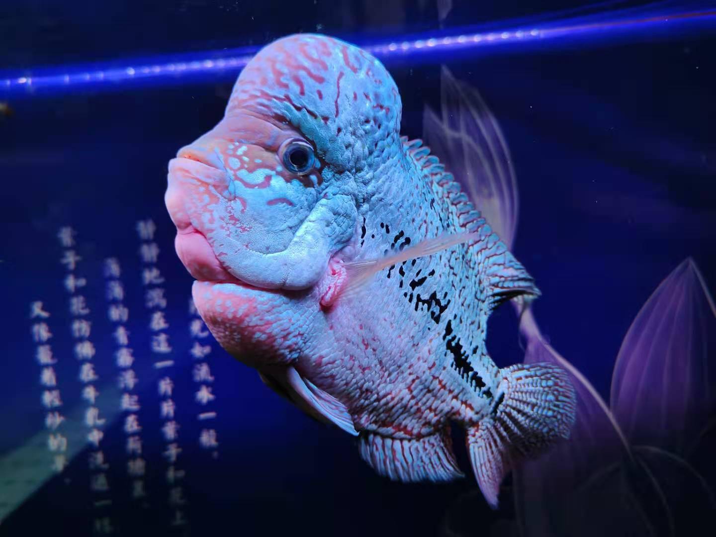 又想饲养密度大,又嫌这个音那个音的,还不舍得购买稍微好点的设备,全