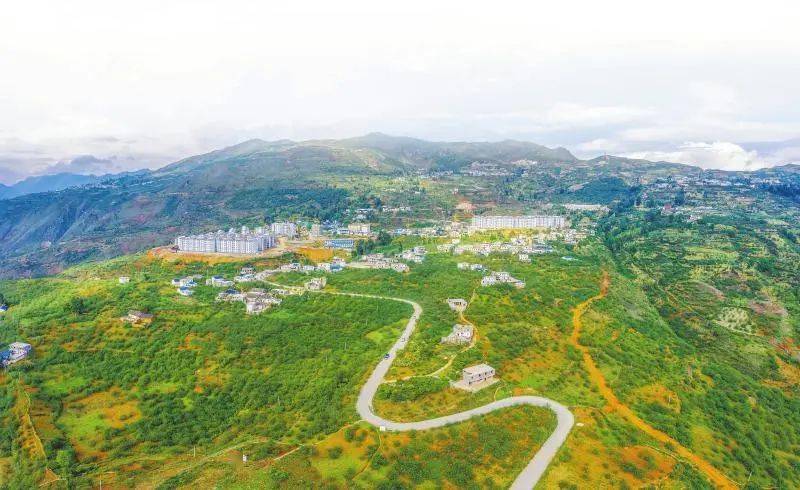 金阳县马依足乡的青花椒林.