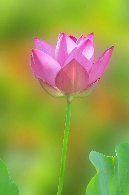 善良,一朵开在心灵的花_金蝉子